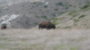 Wild bison (buffalo) on Catalina Island
